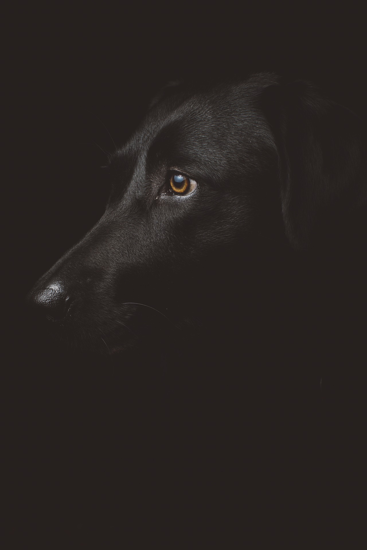 Chien noir qui regarde fixement le noir. Centre zoothérapeutique - ateliers assistés par l'animal 